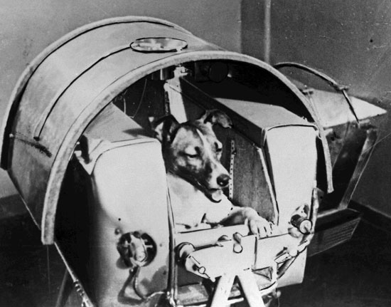 Laika in the Sputnik 2